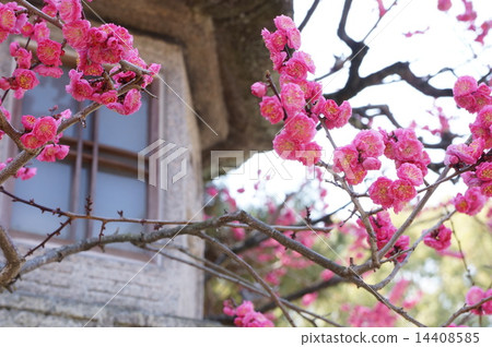 Red plum and lanterns Red plum and lanterns 14408585