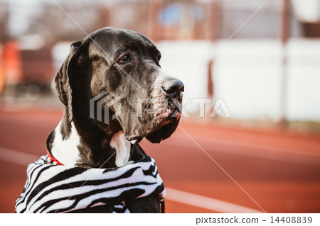Close Up Great Dane Big Dog. 14408839
