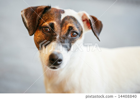 Dog jack russel terrier 14408840