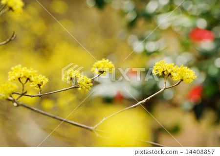 Flower of Sanshui 14408857