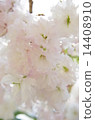 雙櫻花 14408910