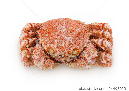 冷凍的頭髮蟹 14408923