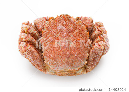 冷凍的頭髮蟹 14408924
