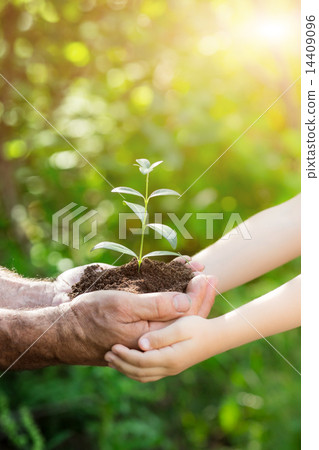 Young plant in hands against spring background 14409096