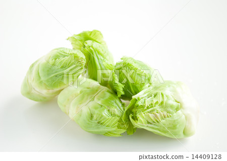 芽馬鈴薯 14409128