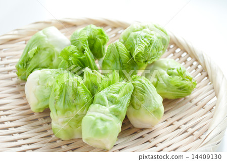 芽馬鈴薯 芽馬鈴薯 14409130