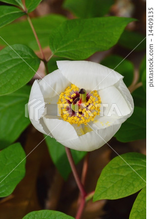 Mountain peony 14409135