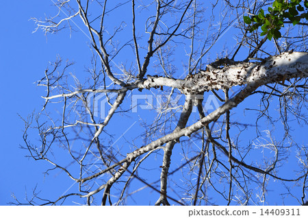 Toukaede（唐平） 14409311