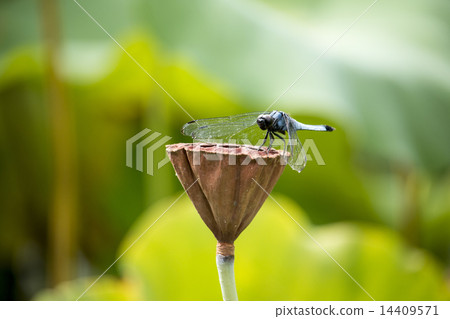 鹽卡拉通博 14409571