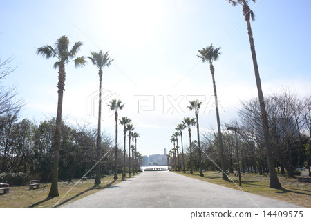 棕櫚樹散步 棕櫚樹散步 14409575