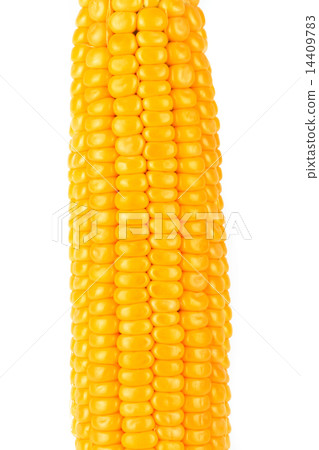 Corn 14409783
