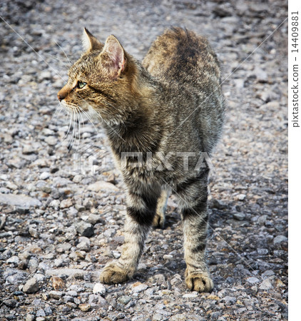 Domestic cat 14409881