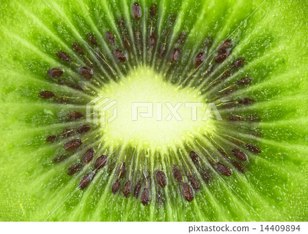 kiwi background 14409894