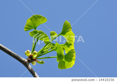 銀杏的嫩葉 銀杏的嫩葉 14410156