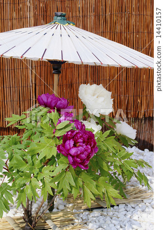 冬天牡丹 14410157