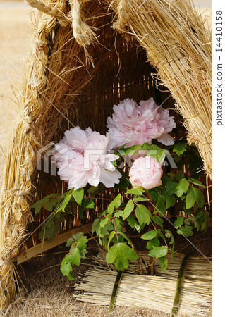 冬天牡丹 冬天牡丹 14410158