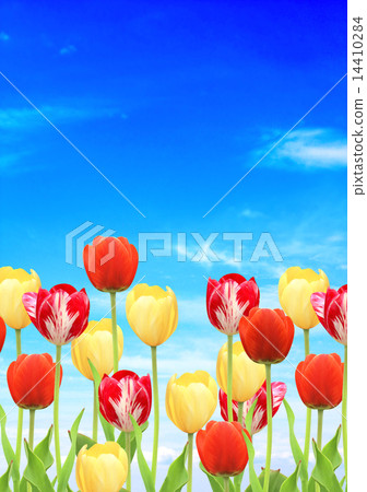 Flowers of a tulips 14410284