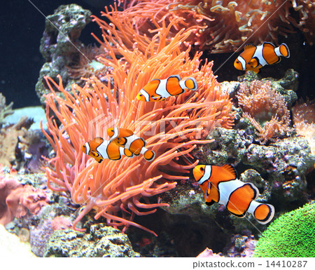 圖庫照片: sea anemone and clown fish