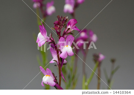 Rinaria Rinaria 14410364