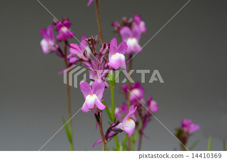 Rinaria Rinaria 14410369