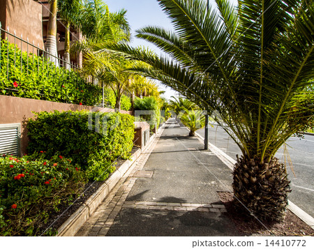Palm trees in the Palm Mar empty street 14410772