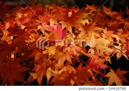 槭樹秋葉 14410798