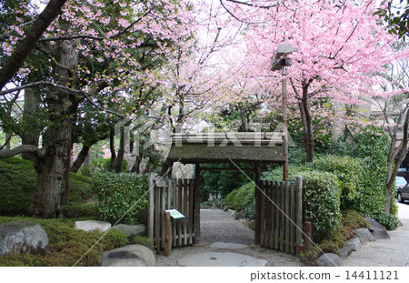 Kawazu cherry blossoms at Kidomon Gate, Happo-en, Shirokanedai, Minato-ku, Tokyo 14411121