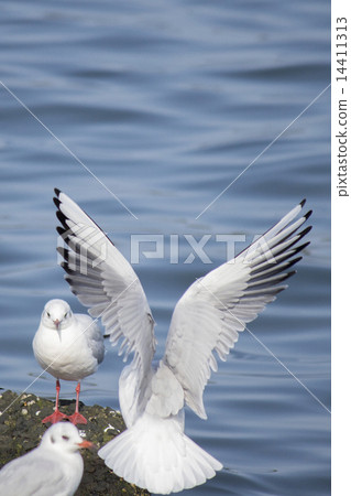 seagull 14411313