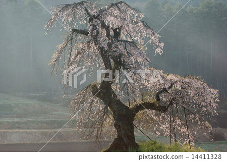 Weeping cherry blossoms of Asaka and Nagasawa Weeping cherry blossoms of Asaka and Nagasawa 14411328