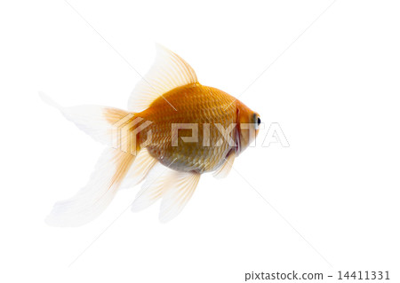 Golden koi fish 14411331