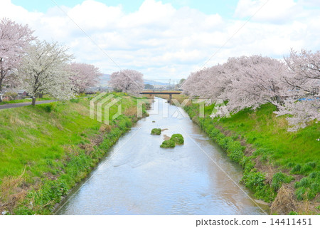 Rape blossoms are blooming in Japanese flowers, cherry blossoms and rivers 14411451