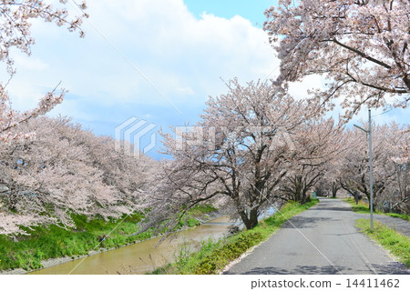 Rape blossoms are blooming in Japanese flowers, cherry blossoms and rivers Rape blossoms are blooming in Japanese flowers, cherry blossoms and rivers 14411462