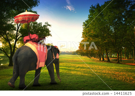 elephant in park 14411625
