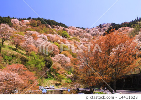 Yoshinoyama（奈良）Senbonzakura櫻花 14411628