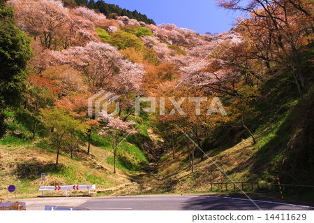 Yoshinoyama（奈良）Senbonzakura櫻花 14411629