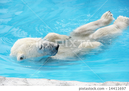 Polar bear Polar bear 14411697