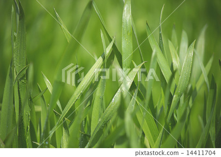大麥幼葉 14411704
