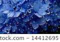 hydrangea   14412695