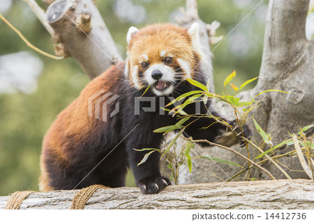 Lesser panda 14412736