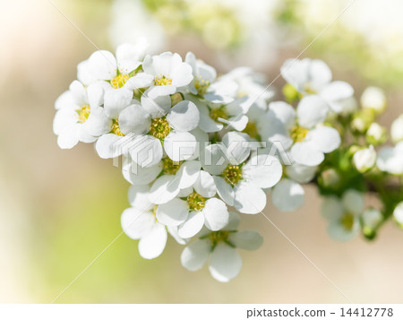 White floret branches shake Snow fells White floret branches shake Snow fells 14412778