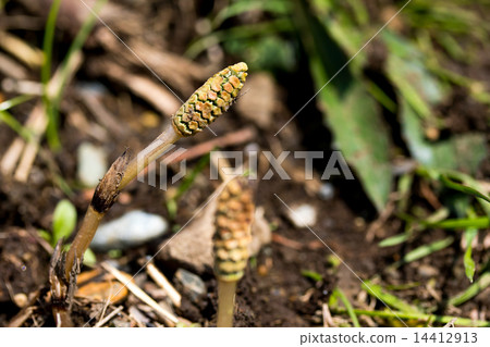 春天的自然景觀~Thukushi~ 春天的自然景觀~Thukushi~ 14412913