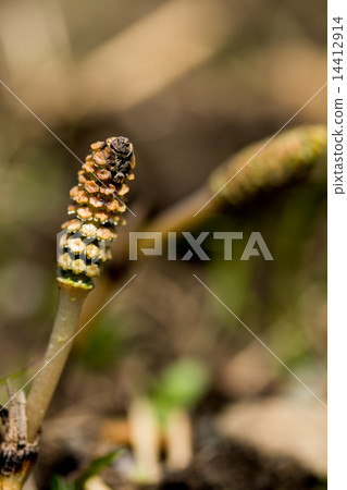 春天的自然景觀~Thukushi~ 春天的自然景觀~Thukushi~ 14412914