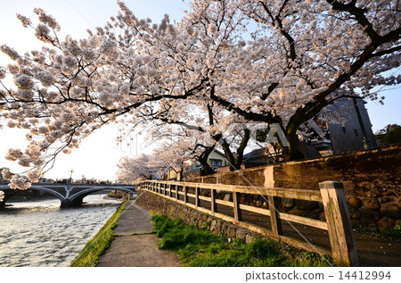 The ancient capital Kanazawa Asano River Bridge and cherry blossoms The ancient capital Kanazawa Asano River Bridge and cherry blossoms 14412994
