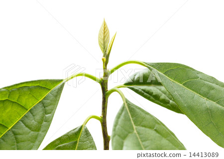 Growing tree Growing tree 14413089