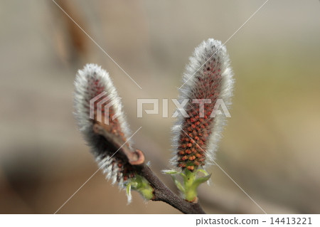 Feline Willi的Velcola 14413221