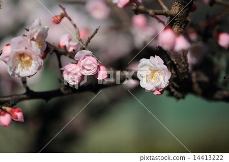 梅花上的芽與Terrane公園的淺色 14413222