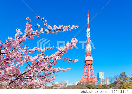 Satzakura and Tokyo Tower in full bloom at Shibakoen Satzakura and Tokyo Tower in full bloom at Shibakoen 14413305
