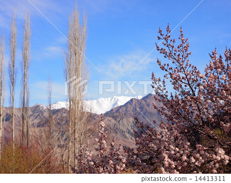 Hymaria's Spring apricot flowers and snowy mountains (Arche village) Hymaria's Spring apricot flowers and snowy mountains (Arche village) 14413311