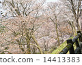 Yoshino mountain cherry tree 14413383