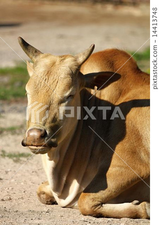 dwarf zebu 14413748